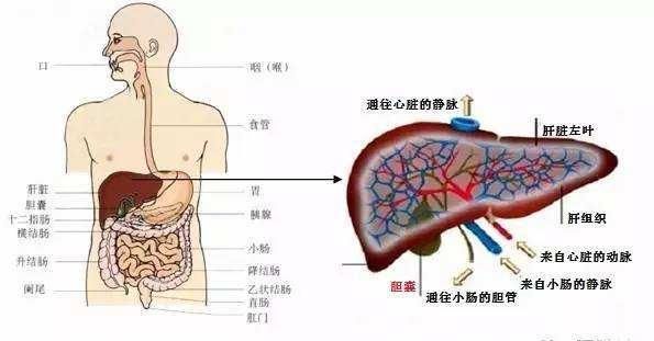 3月18日全国爱肝日(全国爱肝日是几月几日)图2