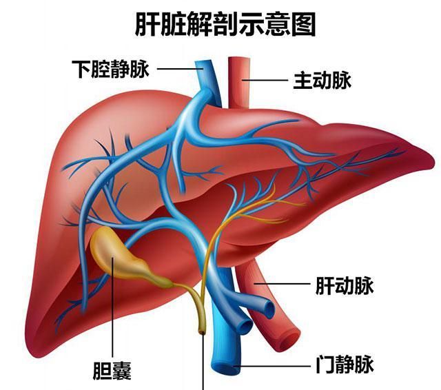 3月18日全国爱肝日(全国爱肝日是几月几日)图4