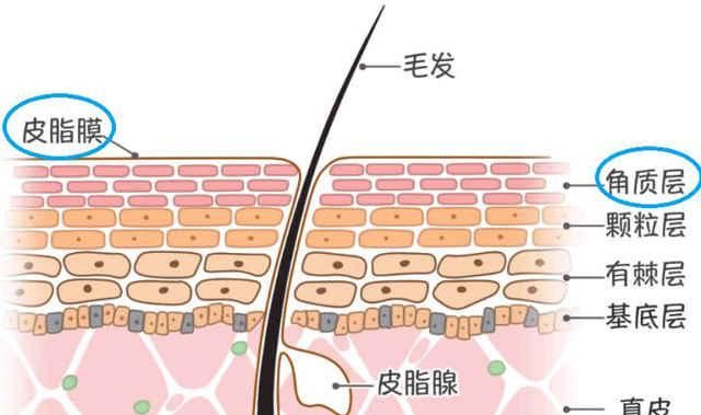 什么样的护肤品保湿最好,保湿美白最好的护肤品图2