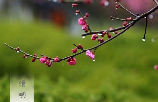 清明节是每年的阳历4月5日对不对图1