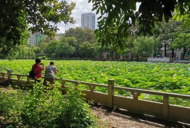 夏至将至，老话“夏至入头九”，头九是入伏吗今年啥时候入伏图5