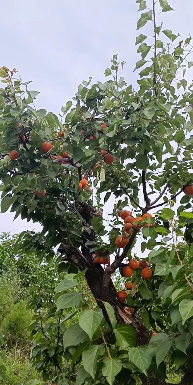 端午节的渊源和风俗，端午节的由来和风俗简介图14