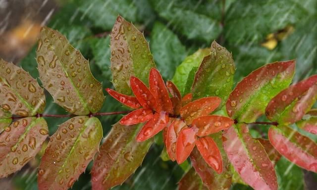 夏至将到，俗语“夏至无雨，寡妇把身许”啥意思夏至雨有多重要图2