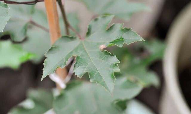 夏至将到，俗语“夏至无雨，寡妇把身许”啥意思夏至雨有多重要图5