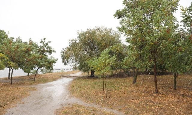 夏至将到，俗语“夏至无雨，寡妇把身许”啥意思夏至雨有多重要图6