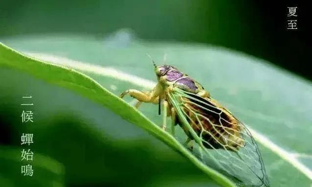 夏至将到，俗语“夏至无雨，寡妇把身许”啥意思夏至雨有多重要图7