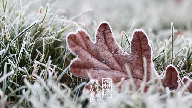 农谚“先冬后霜，来年大荒”，是什么意思今年霜降交节是在哪天图3